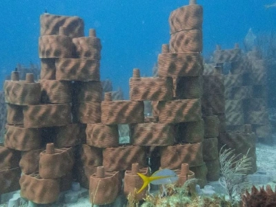 Возрождение коралловых рифов с помощью 3D-печати на Виргинских островах
